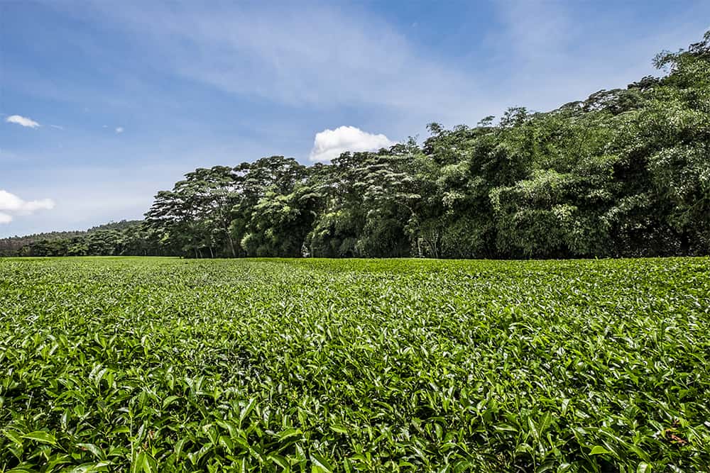 Kaimosi Tea Estate plantations