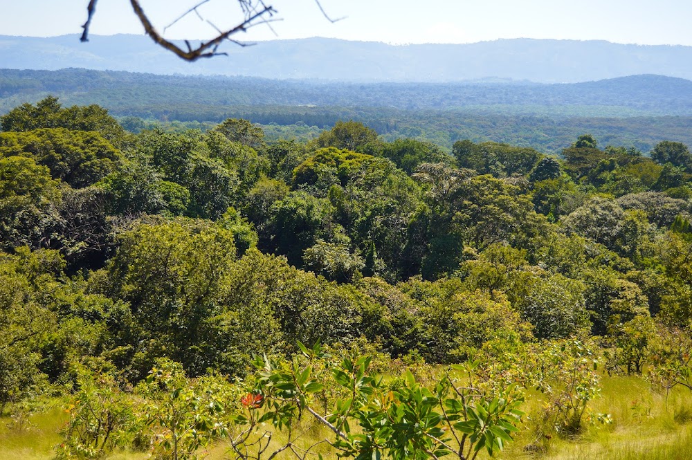 Kakamega Equatorial Rainforest