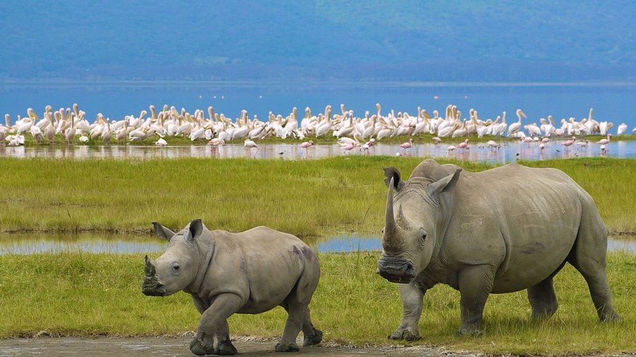 Lake nakuru national park
